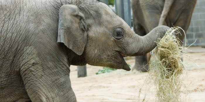 Elephant at the Houston Zoo