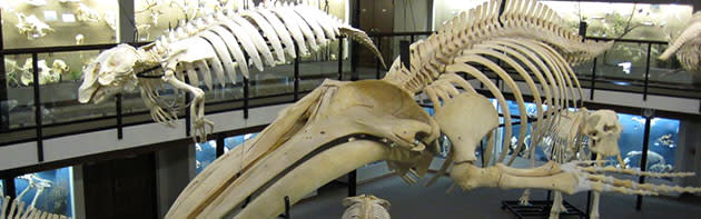 Museum of Osteology skeleton exhibit