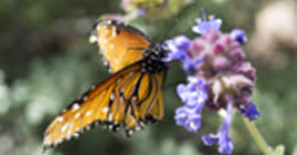 Kid Attractions in Lansing- Butterfly Garden