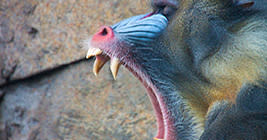 The Mandrill at Potter Park Zoo doesn't mean to be scary. He just has an awesome set of teeth perfect for a Halloween party.