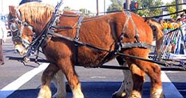 Come to the Great Laks International Draft Horse Show and Pull