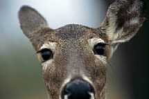 Michigan Deer Season