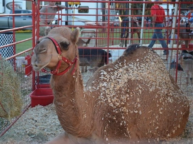 Greater Baton Rouge State Fair Is Almost Here!