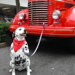 Dalmatian and Vintage Fire Truck