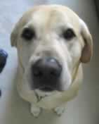 dogFace