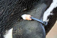 PenguinWingBand