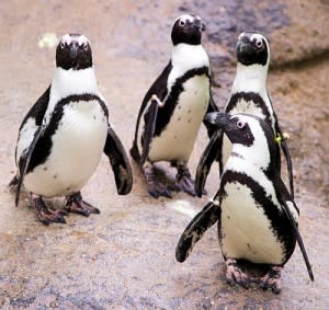PenguinsFour