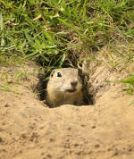 PrairieDog1