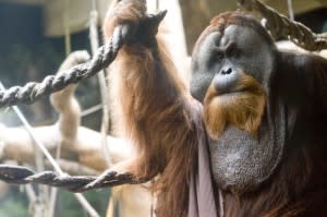 Fort Wayne Children's Zoo - Sumatran orangutan