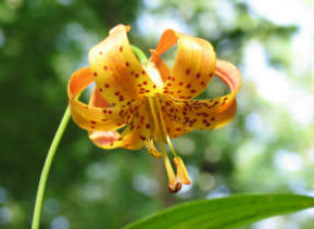 Wildflower at ACRES Land Trust