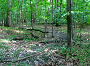 Foxfire Woods