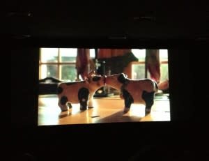 Cows