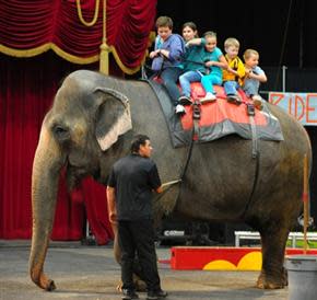 elephant