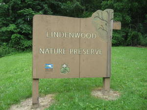 linden1