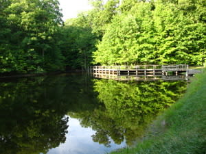 linden2