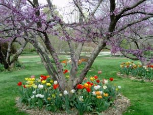 Tulips in assorted colors bloom at Foster Park each spring.