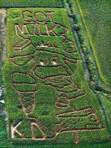 corn-maze-top-viewWEB-522x392