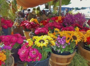 These are some of the colorful fresh flowers for sale at the Farmer's Market at the Johnny Appleseed Festival.