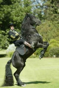 Royal Horses_001 copy