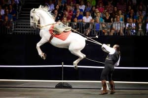Royal Horses_002 copy