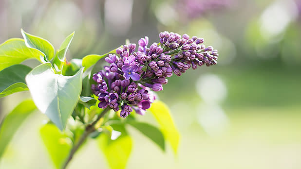 Rochester's Lilac Festival - Photo Courtesy of Rochester's Lilac Festival 