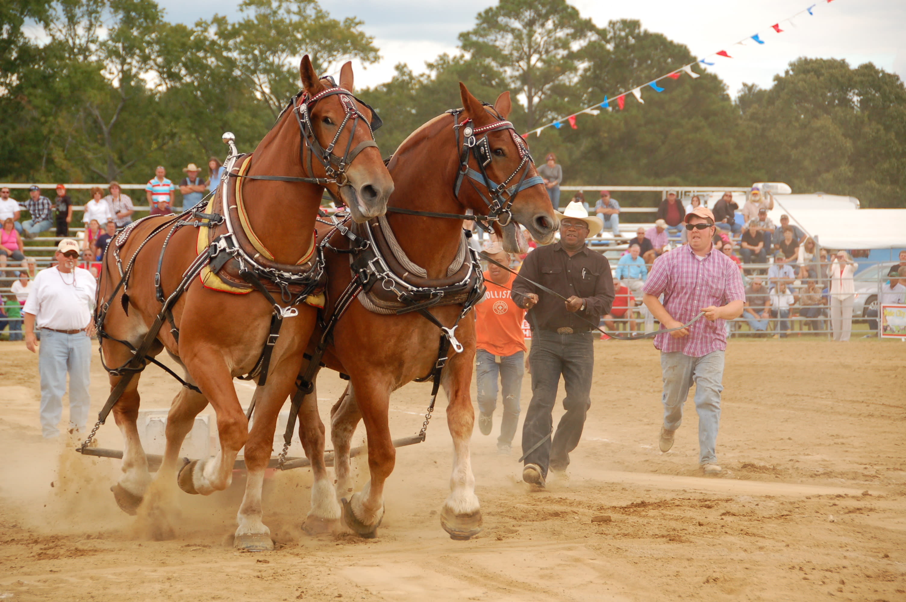 Mule Contests During Festival