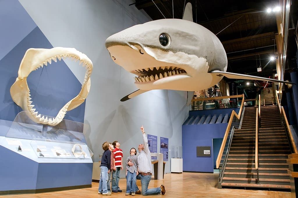 Shark at South Carolina State Museum The giant shark at the South Carolina State Museum is a megalodon, a pre-historic shark.