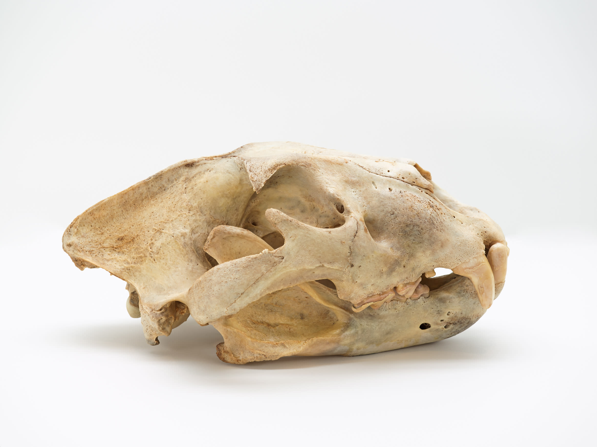 South Carolina Unearthed at South Carolina State Museum in Columbia, SC Fossils are on display at South Carolina Unearthed, a new exhibit at South Carolina State Museum featuring the animals that once lived in South Carolina