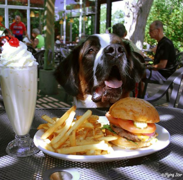Pet Friendly Restaurants, Flying Star Cafe in Albuquerque, New Mexico