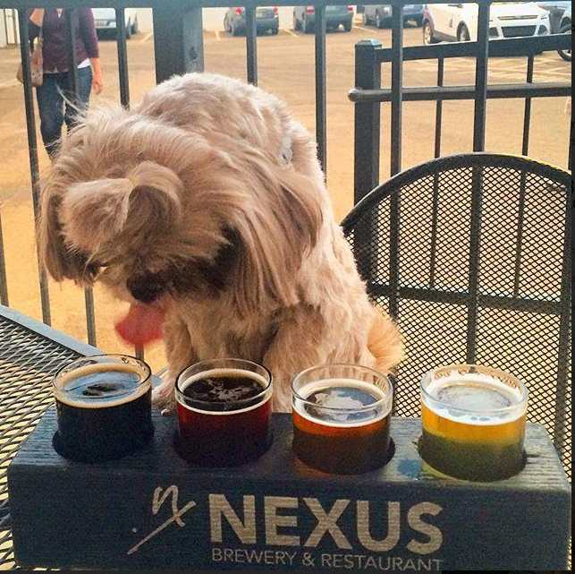 Nexus Restaurant & Brewery, Albuquerque New Mexico