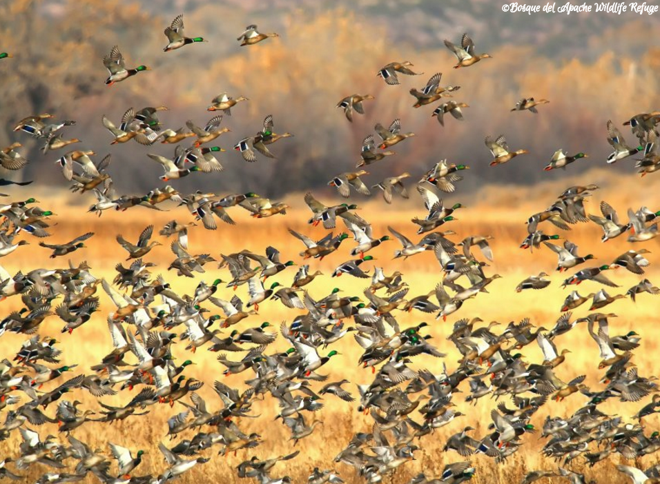 Bosque del Apache National Wildlife Refuge, south of Albuquerque 
