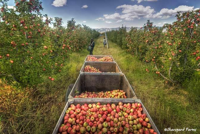 Skarsgard Farms apple harvest