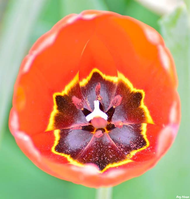 Up close to a tulip at the ABQ BioPark