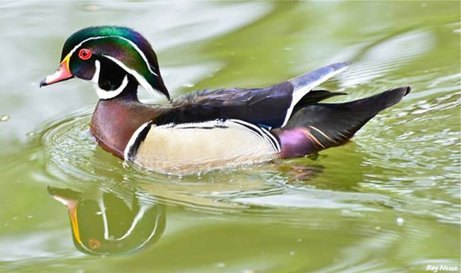 A wood duck paddles along in the koi pond in the Sasebo Japanese Garden at the ABQ BioPark