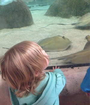 Checking out the stingrays at the ABQ BioPark Aquarium