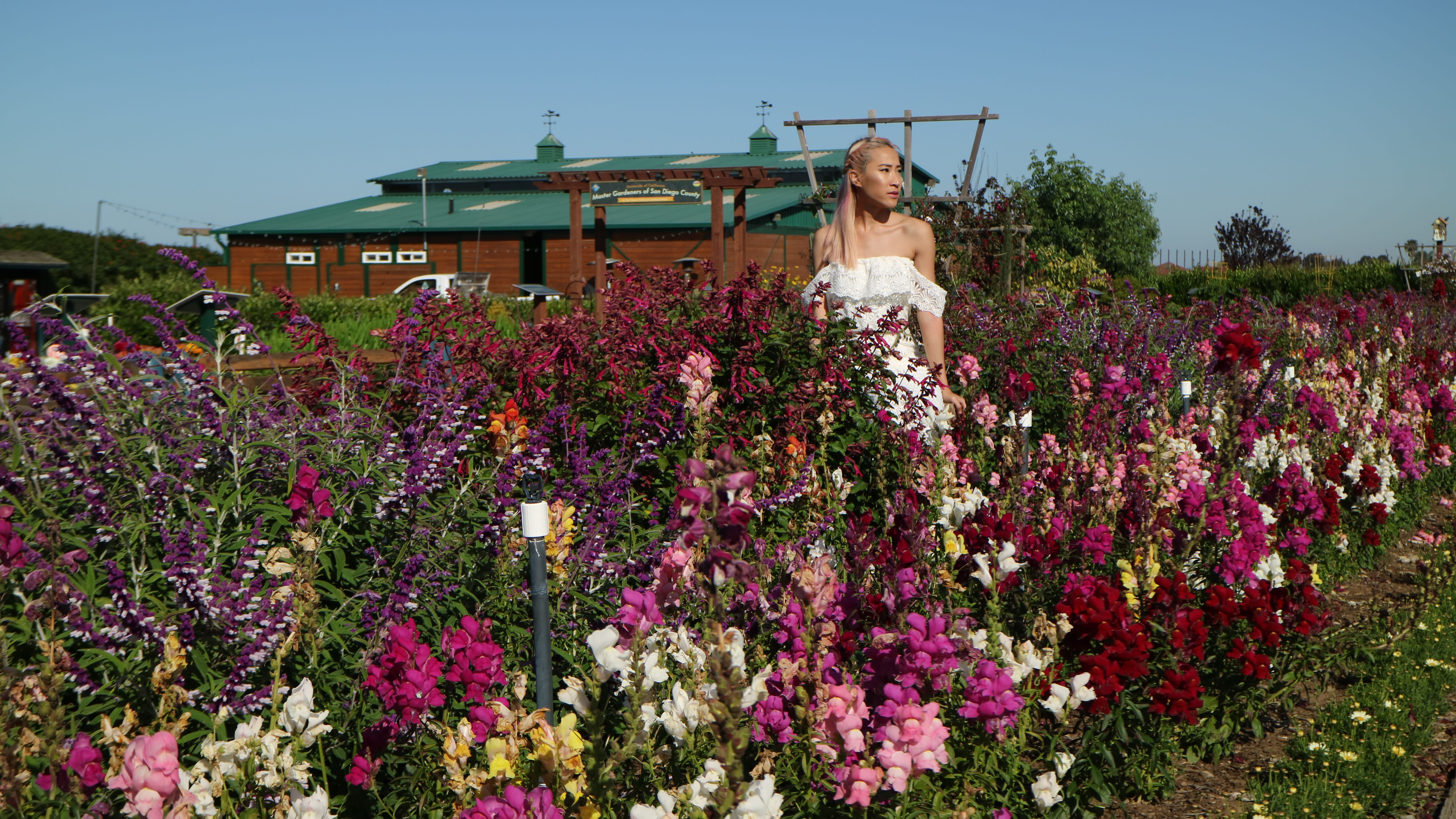 Lady standing in the Flower Fields