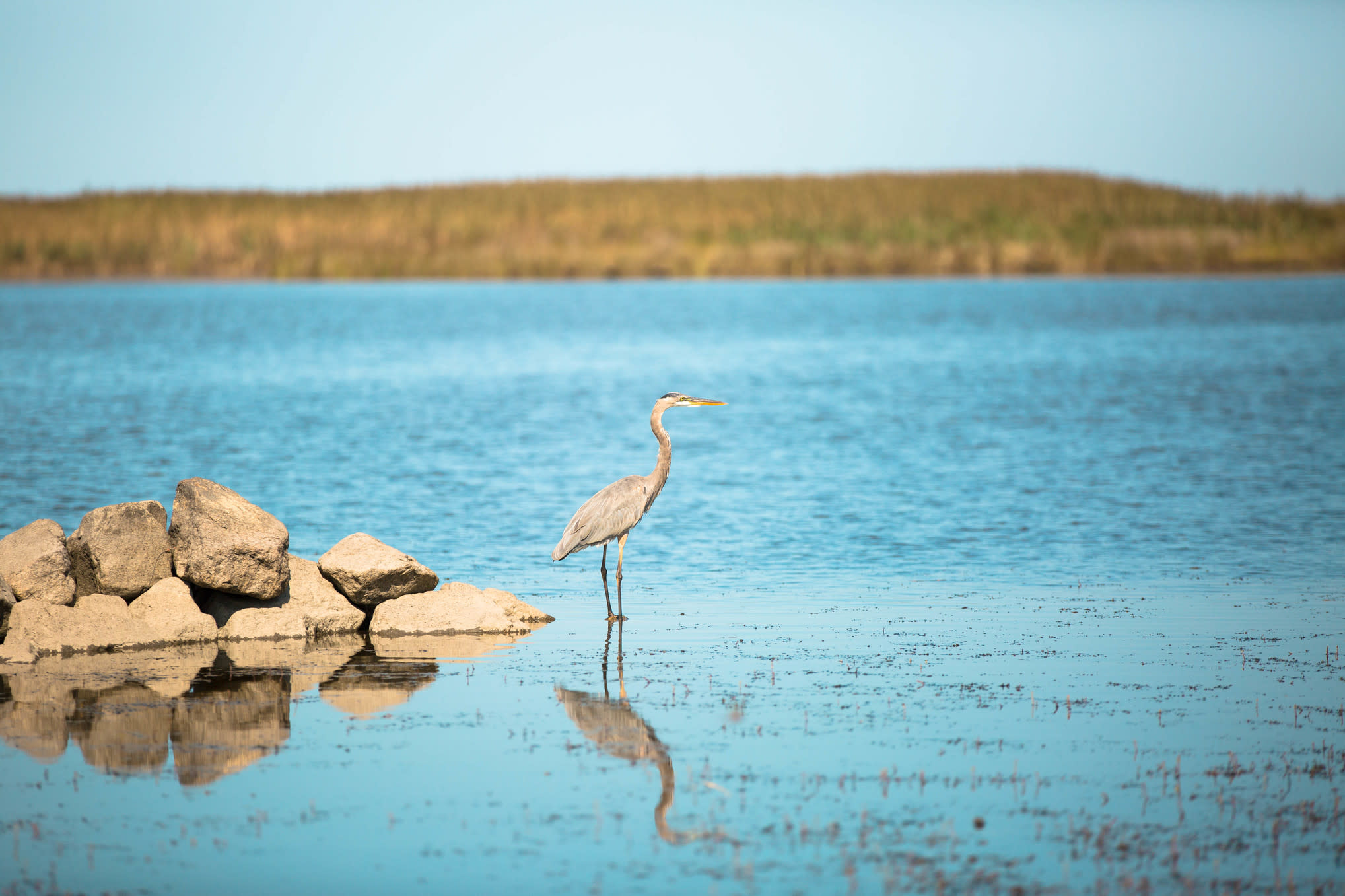 Heron Looking Out Over The Water In Virginia Beach