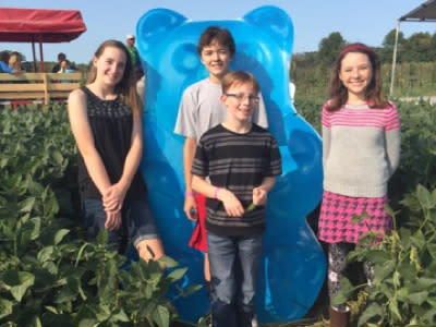 Albanese soy bean maze - County Line Orchard