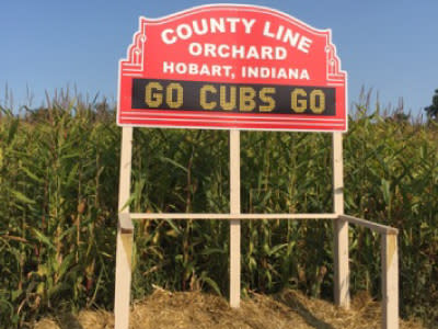 Cubs corn maze - County Line Orchard