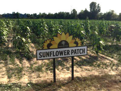 Sunflower Patch - County Line Orchard