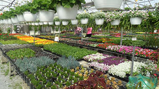 Rows of beautiful flowers Kal Bro Farms rows of flowers