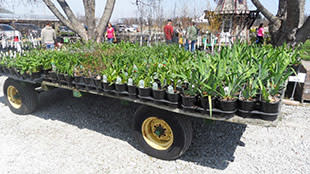 Trailer full of perennials Kal-Bro Farms trailer of perennials