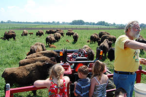 Broken Wagon Bison tours Tours- Broken Wagon Bison Hobart