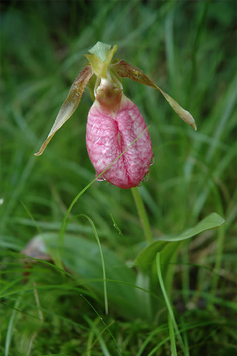 Pink Lady's Slipper orchid at Pinhook Bog, Indiana Dunes