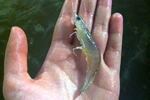 JT Shrimp in hand