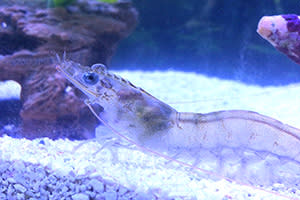 JT Shrimp in tank