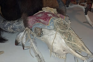 Painted bison skull - Broken Wagon Bison Hobart