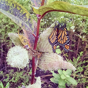 Monarch on a milkweed plant with a seed pod forming