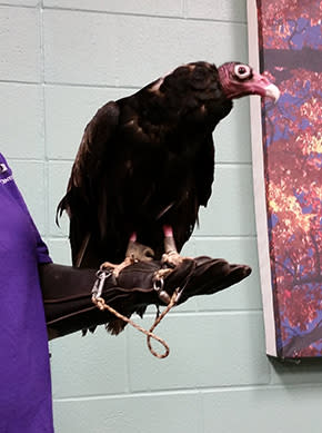 Turkey Vulture Indiana Dunes Birding Festival