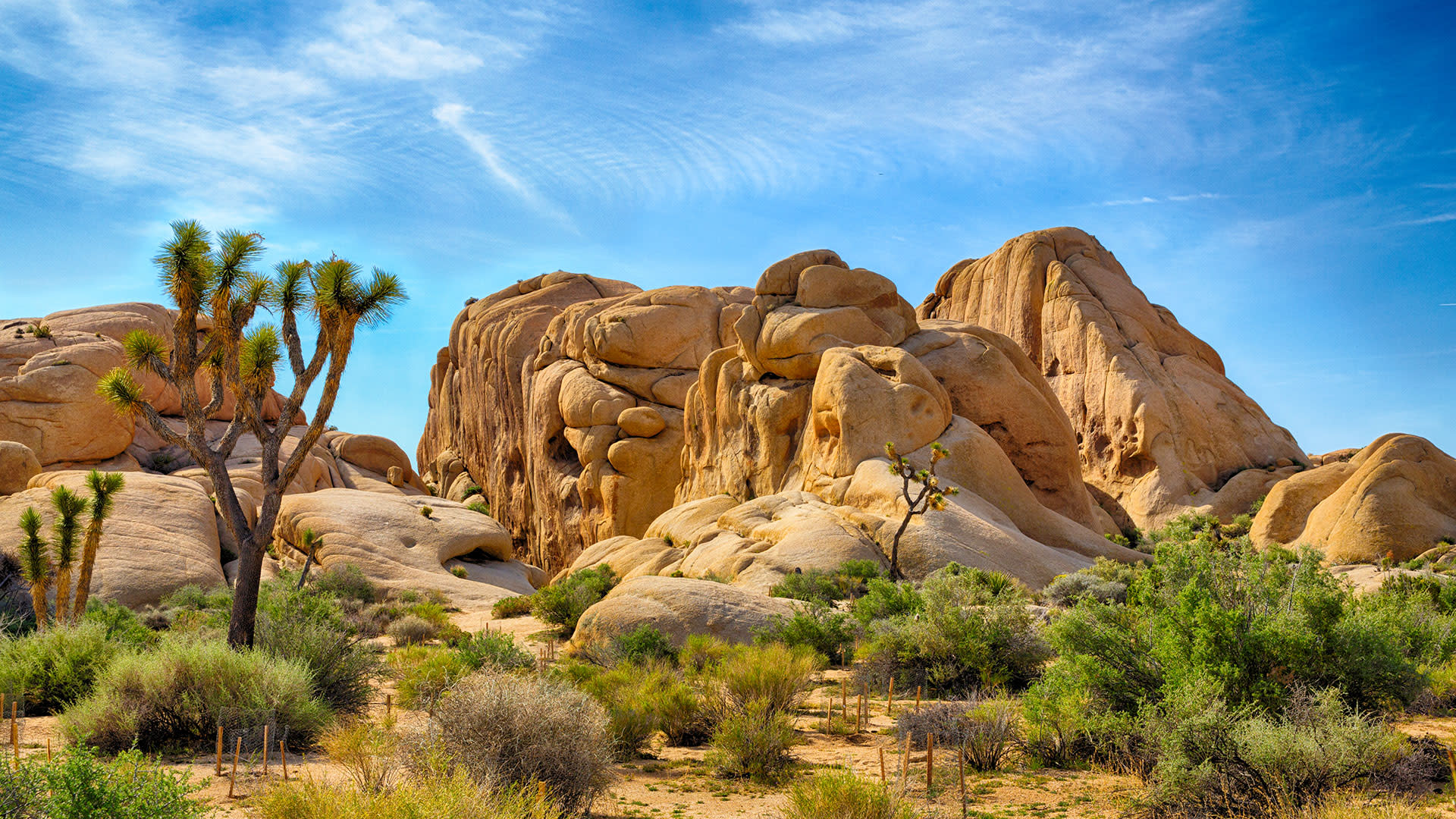 joshua tree national park